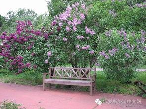 丁香六月国产,丁香六月国产生态发展概览  第3张 丁香六月国产,丁香六月国产生态发展概览  第3张